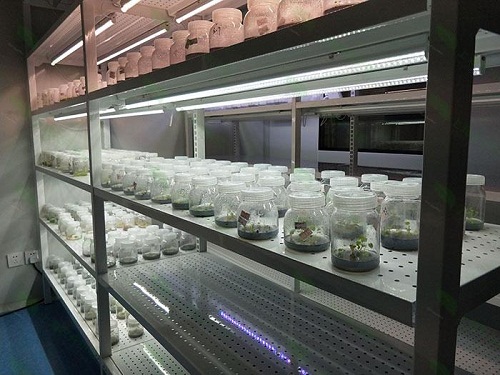 凤泉植物组织培养实验室设计建设方案